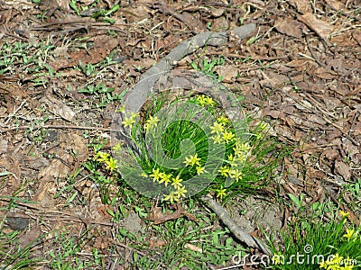 Gagea florets Stock Photo