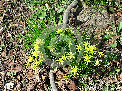 Gagea florets Stock Photo