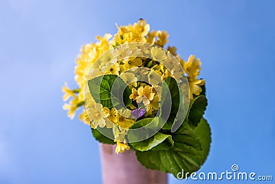 Bouquet of yellow primrose primula flowers in vase Stock Photo