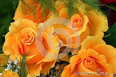 Bouquet of yellow roses Stock Photo