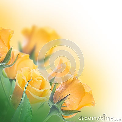 Bouquet of yellow roses Stock Photo