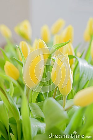 Bouquet of yellow tulips flowers Stock Photo