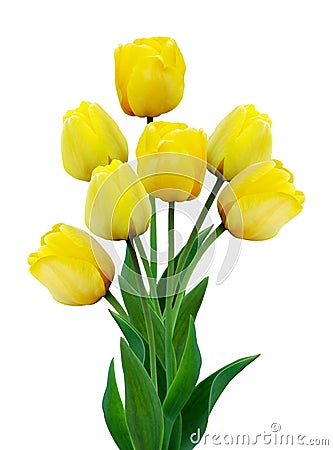 Bouquet of yellow tulips isolated on white background Stock Photo