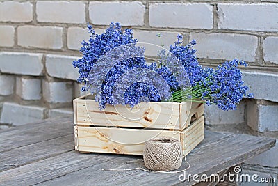 Bouquets of lavender in wooden box and a coil of rope Stock Photo