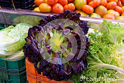 Bouquets of lush curly lettuce Stock Photo