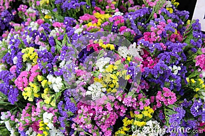 Bouquets of the statice limonium, different colors Stock Photo