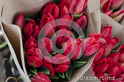 Bouquets of tulip flowers wrapped in wrapping paper, prepared for transportation to flower sellers. Cultivation of Stock Photo