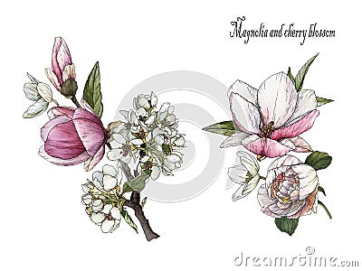 Bouquets of watercolor flowers. Set of watercolor magnolia and cherry blossom Stock Photo