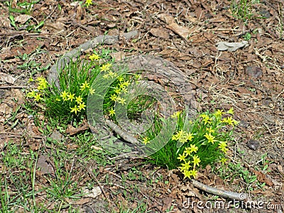 Gagea florets Stock Photo