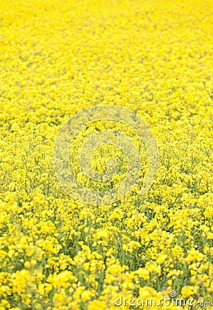 Bourgogne spring landscape rapeseed fields Stock Photo