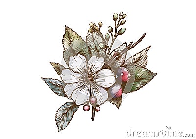 Boutonniere of wild rose flowers and berries Vector Illustration