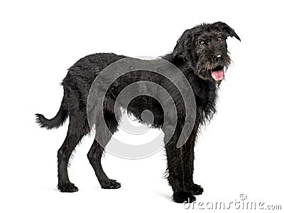 Bouvier des Flandres, 9 years old Stock Photo