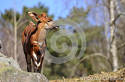 A Bovidae in closeup Stock Photo