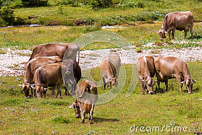 Bovines grazing Stock Photo