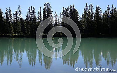 Bow River Tree-line Stock Photo