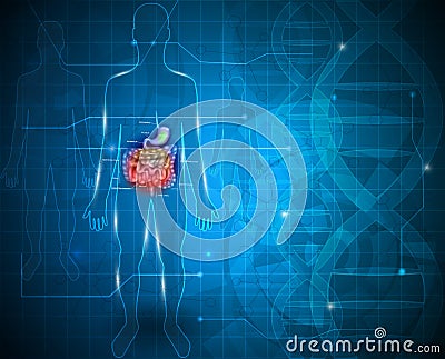 Bowels and stomach Vector Illustration