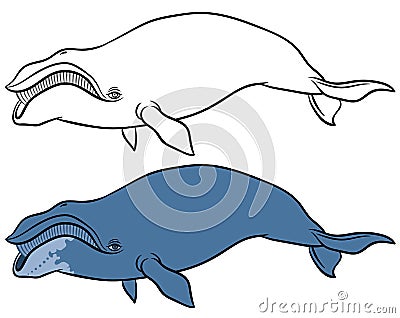 Bowhead or greenland whale Vector Illustration