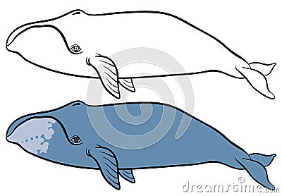 Bowhead or greenland whale Vector Illustration