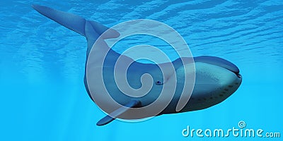 Bowhead Whale Stock Photo