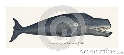 Bowhead whale vintage illustration wall art print and poster design remix from original artwork Cartoon Illustration