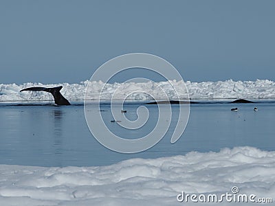Bowhead whales, Balaena mysticetus, swimming in the Arctic of Canada Stock Photo