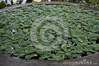 Bowl of lilies with green leaves Stock Photo