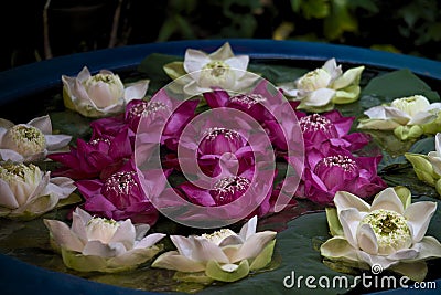 Bowl of lilies with green leaves Stock Photo