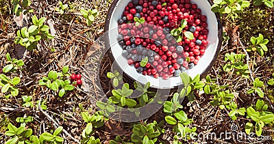 Bowl with lingonberry and blueberry on the ground covered with lingonberry plants and fallen pine needles Stock Photo