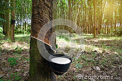 Bowlful of Natural rubber latex Stock Photo