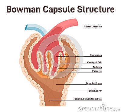 Bowman's capsule structure. Renal corpuscle filtering blood from Vector Illustration