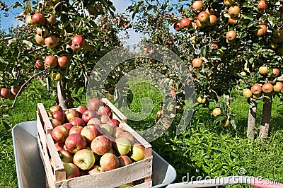 Box with apples Stock Photo