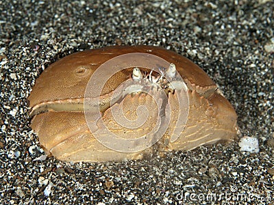 Box crab Stock Photo