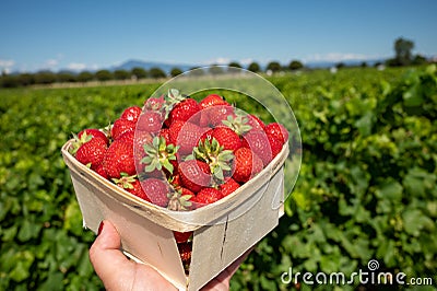 Box with french red ripe sweet strawberries Manon des Fraises, Fragaria ananassa harvested in Provence, France Stock Photo