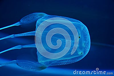 Box jelly fish Stock Photo