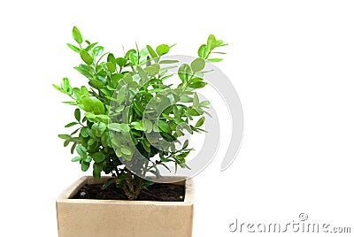 Box Plant in Pot Stock Photo