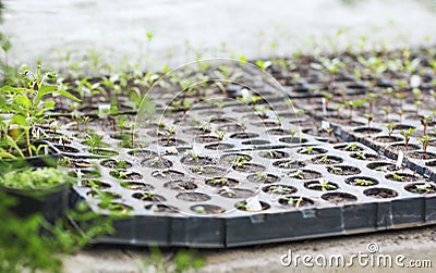 Box of seedlings in the greenhouse Stock Photo