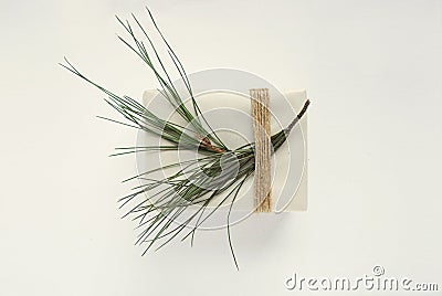 Box template with christmas tree. Decoration wrapped gift with rope. Stock Photo