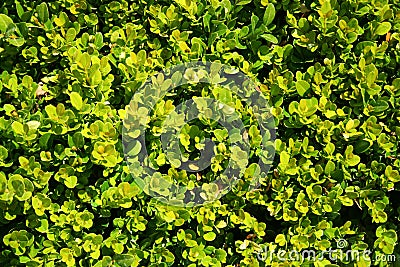 Box tree, Buxus, garden background Stock Photo