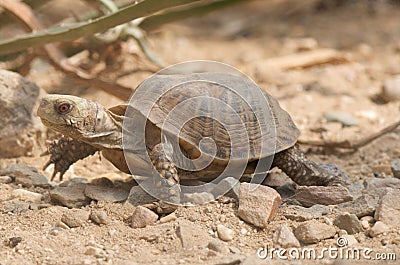 Box turtle Stock Photo