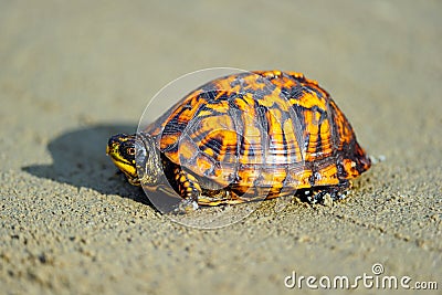 Box Turtle Stock Photo