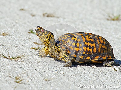 Box Turtle Stock Photo