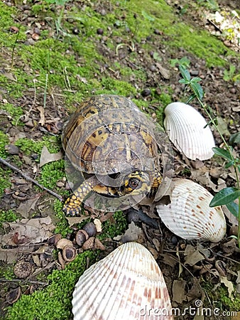 Box turtle on mossy ground with seashells looking forward Stock Photo