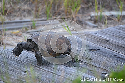 A Gopher Tortoise speedily moves toward its nest using a beach walkway made of wood Stock Photo