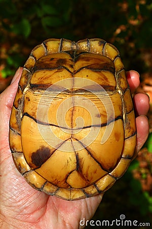 Box Turtle (Terrapene carolina) Stock Photo