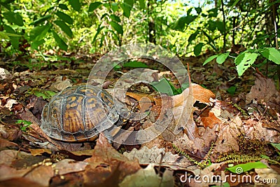 Box Turtle (Terrapene carolina) Stock Photo