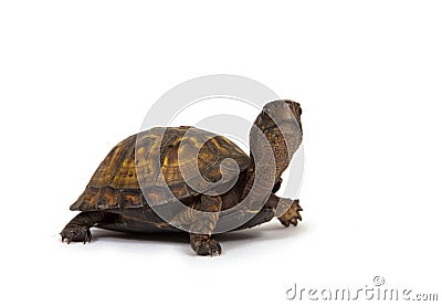 Box turtle on white background Stock Photo