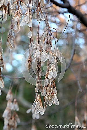 Boxelder Acer negundo Tree Seed Pods Stock Photo