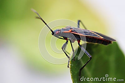 Boxelder bug Stock Photo