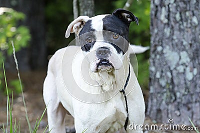 Boxer American Bulldog mixed breed dog Stock Photo