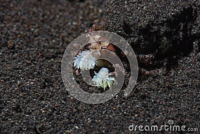 Boxer Crab Lybia tessellata Stock Photo